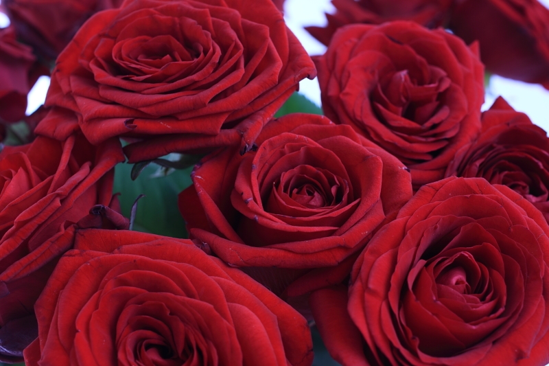Красная роза сорта ред наоми