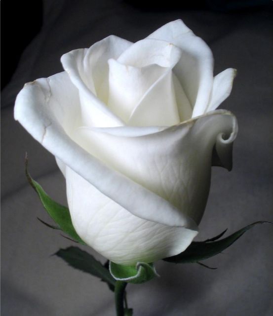 роза Полар Стар чисто белая
