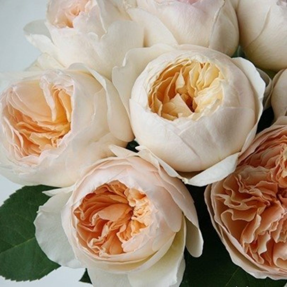 Пионовидная роза Джульетта