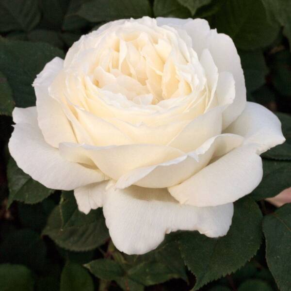 Пионовидные розы "Жанна Моро"