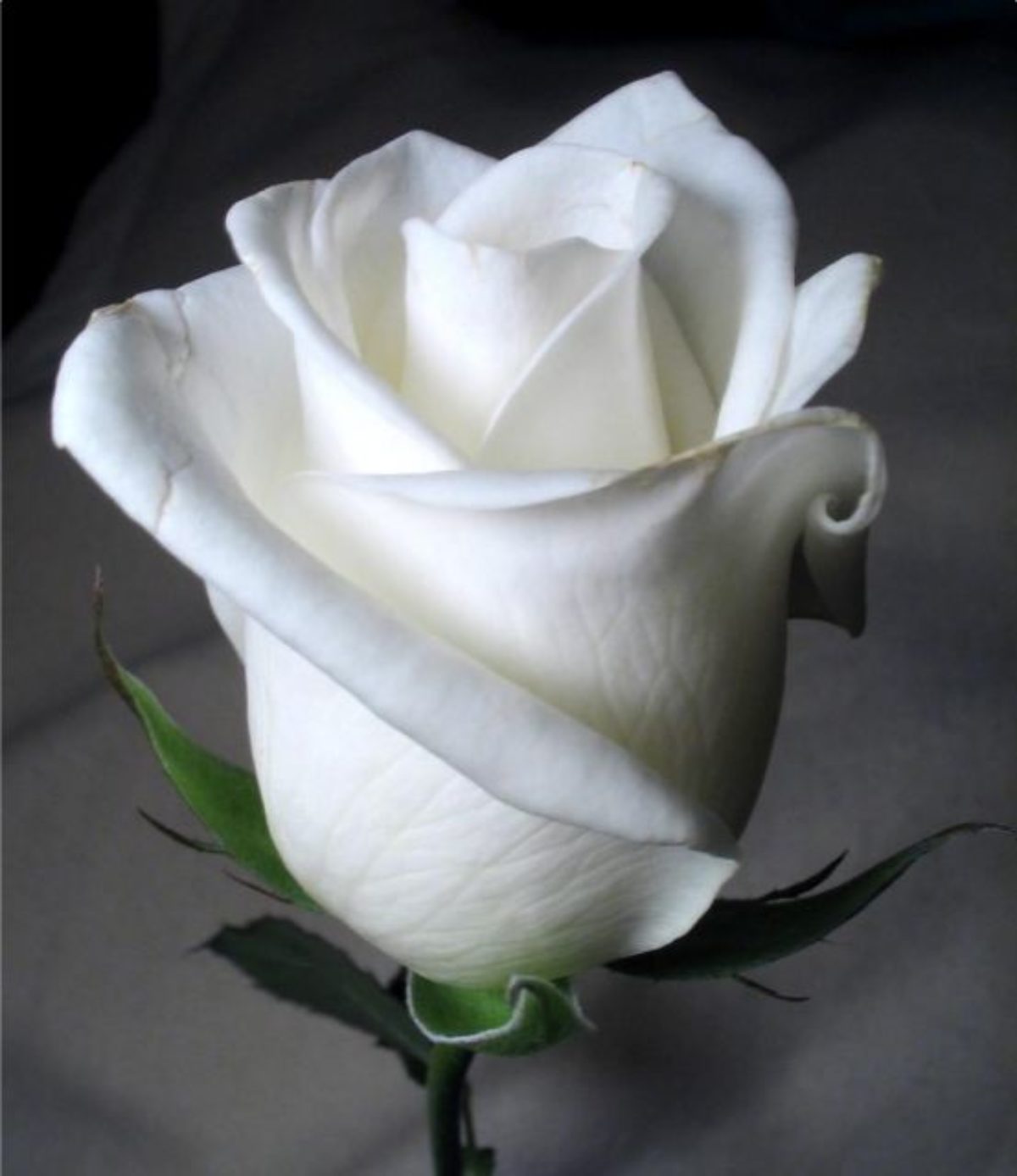 Гулла 4. Бутон белой розы.
